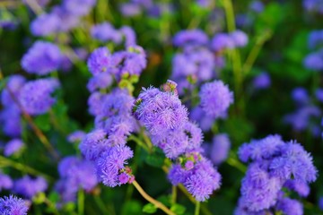 Purple blue ageratum flowers in the garden