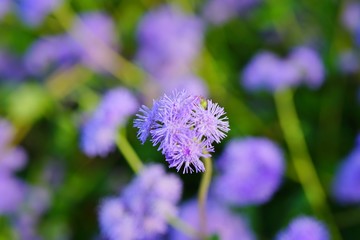 Purple blue ageratum flowers in the garden