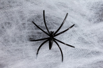 Halloween background concept. Detail of black spider on cobweb and dark backdrop.