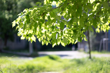 Fototapeta na wymiar spring, a background of green leaves of a tree