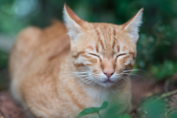 Ginger cat is sleeping in the garden