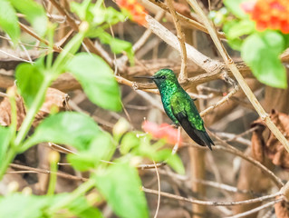  Humming birds   Views around Curacao a Caribbean Island