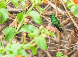  Humming birds   Views around Curacao a Caribbean Island