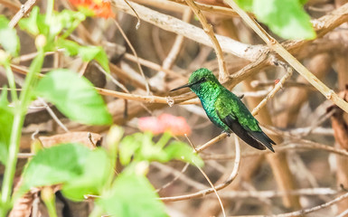  Humming birds   Views around Curacao a Caribbean Island