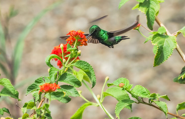  Humming birds   Views around Curacao a Caribbean Island