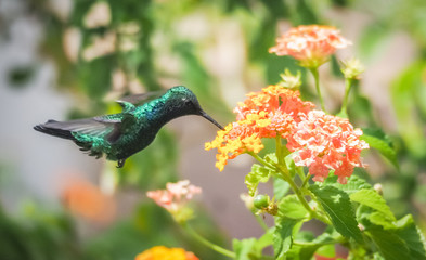  Humming birds   Views around Curacao a Caribbean Island