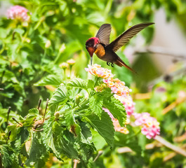  Humming birds   Views around Curacao a Caribbean Island © Gail Johnson
