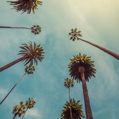 Palmiers de Los Angeles, prise de vue en contre-plongée. Ton vintage