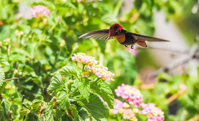  Humming birds   Views around Curacao a Caribbean Island