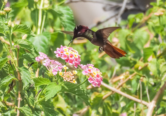  Humming birds   Views around Curacao a Caribbean Island