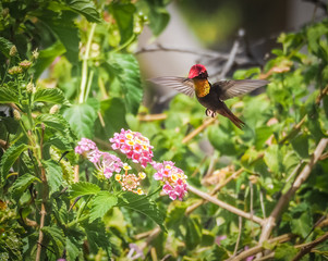  Humming birds   Views around Curacao a Caribbean Island