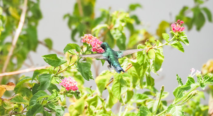  Humming birds   Views around Curacao a Caribbean Island