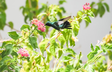  Humming birds   Views around Curacao a Caribbean Island