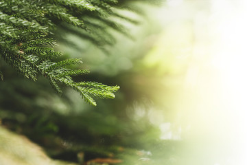 Obraz premium Fresh green nature view tree leaves in garden for background or wallpaper