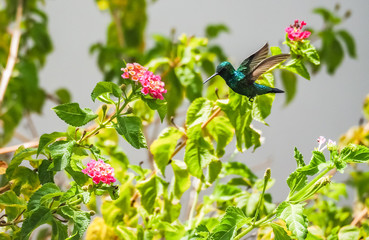 Humming birds   Views around Curacao a Caribbean Island