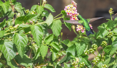  Humming birds   Views around Curacao a Caribbean Island