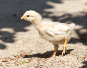 yellow newborn chicken