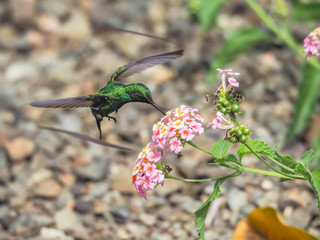  Humming birds   Views around Curacao a Caribbean Island