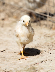 yellow newborn chicken