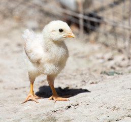 yellow newborn chicken