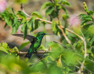  Humming birds   Views around Curacao a Caribbean Island