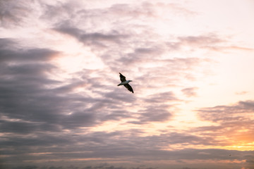 Seagull Flying at Sunrise with Dark Cloudy Orange Pink Sky