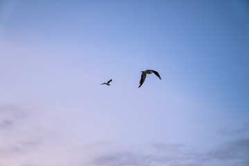 Fototapeta na wymiar Seagull Flying at Sunrise with Dark Cloudy Orange Pink Sky