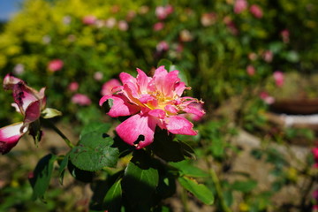 Fototapeta premium 美しい植物が生息する日本の美しいフラワーパークの景色