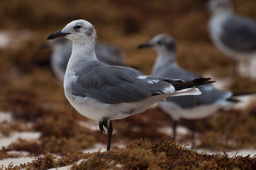 Birds resting on the beach 