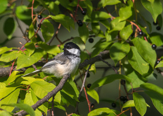 Black-capped Chickadee