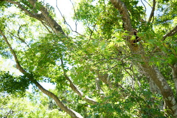 美しい植物が生息する日本の美しいフラワーパークの景色