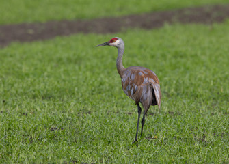 Sandhill Crane