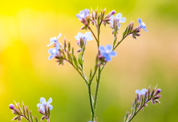 in the field, purple flower