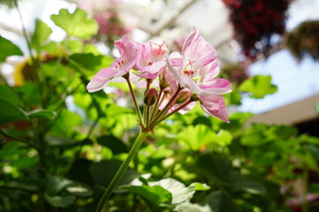 美しい植物が生息する日本の美しいフラワーパークの景色