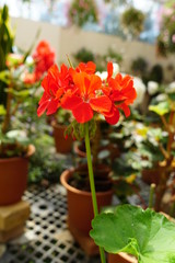 美しい植物が生息する日本の美しいフラワーパークの景色