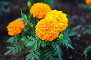 Yellow and orange marigold flowers