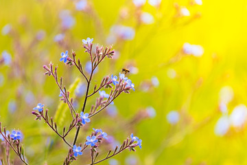 in the field, a bee on a violet flower