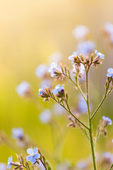 in the field, purple flower