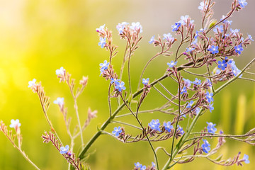 in the field, purple flower