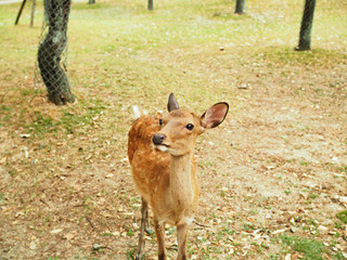 奈良公園-可愛い鹿-