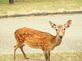 Naklejka na ściany i meble 奈良公園-可愛い鹿-