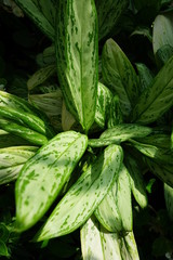 Obraz premium 美しい植物が生息する日本の美しいフラワーパークの景色