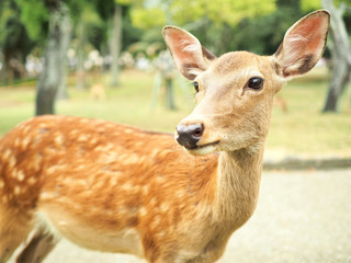 奈良公園-可愛い鹿-