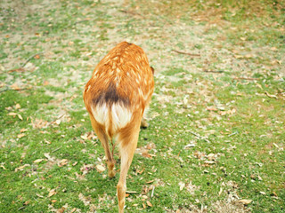 奈良公園-可愛い鹿の背中-