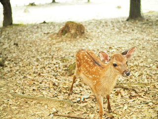 奈良公園-可愛い鹿-