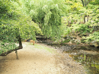 奈良公園-可愛い鹿がいる風景-