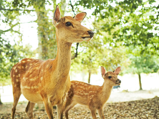 Naklejka na ściany i meble 奈良公園の可愛い鹿