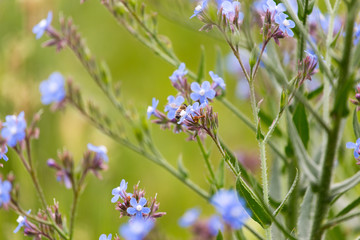 in the field, a bee on a violet flower