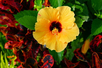 Orange, yellow and red hibiscus flower in bloom