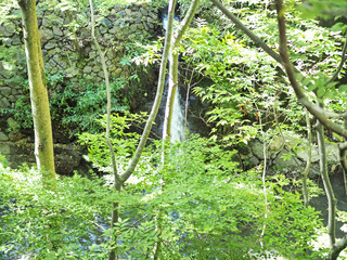 箕面市の綺麗な森の風景